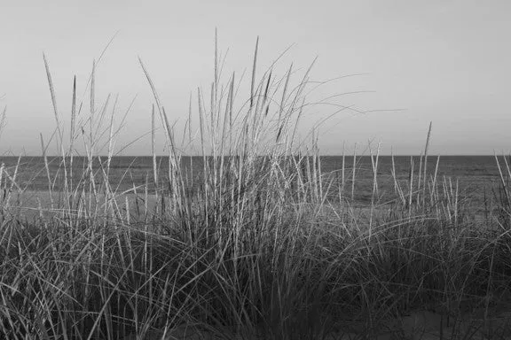 Life on the Beach