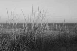 Life on the Beach