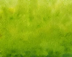 Painted Grass Floor